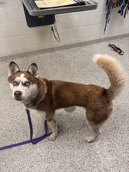 Shelter Stray Male Dog last seen Near N Church Road, 64157, MO, 7077 Elmwood Ave, Kansas City, MO 64132, USA