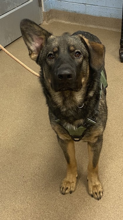 Shelter Stray Male Dog last seen Near wood terrace Rdg Atlanta Georgia 30340, 30340, GA, 3280 Chamblee Dunwoody Rd, Chamblee, GA 30341, USA
