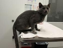Shelter Stray Male Cat last seen Monroe Ave & E 33rd St, 64128, 64128, MO, 7077 Elmwood Ave, Kansas City, MO 64132, USA