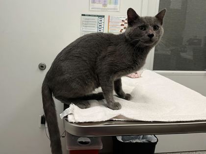 Shelter Stray Male Cat last seen Monroe Ave & E 33rd St, 64128, 64128, MO, 7077 Elmwood Ave, Kansas City, MO 64132, USA