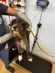 Shelter Stray Male Dog last seen Near Chamblee Tucker Rd Chamblee, GA 30341, 30341, GA, 3280 Chamblee Dunwoody Rd, Chamblee, GA 30341, USA