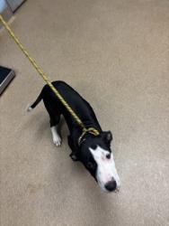 Shelter Stray Male Dog last seen Near Presidential Pkwy Atlanta, GA 30340, 30340, GA, 3280 Chamblee Dunwoody Rd, Chamblee, GA 30341, USA