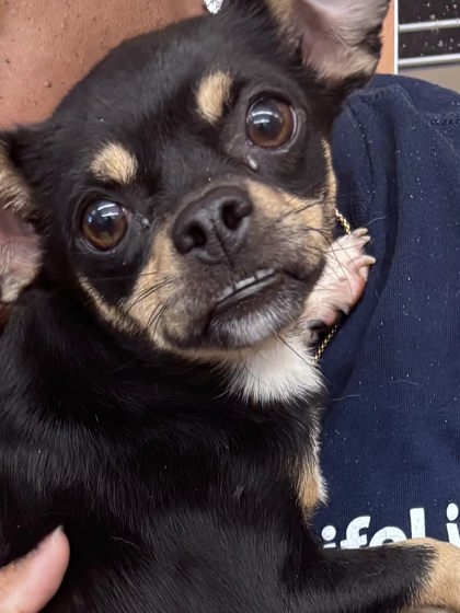 Shelter Stray Female Dog last seen Near S Hairston Circle Stone Mountain, 30088, 30088, GA, 3280 Chamblee Dunwoody Rd, Chamblee, GA 30341, USA