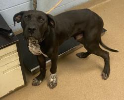 Shelter Stray Male Dog last seen Near Farris Drive, 30032, GA, 3280 Chamblee Dunwoody Rd, Chamblee, GA 30341, USA
