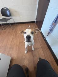 Shelter Stray Male Dog last seen Near Government St, 70806, LA, 2550 Gourrier Ave, Baton Rouge, LA 70820, USA