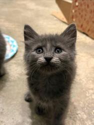 Shelter Stray Male Cat last seen Near Florence ST Tucker Georgia 30084, 30084, GA, 3280 Chamblee Dunwoody Rd, Chamblee, GA 30341, USA