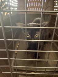 Shelter Stray Female Cat last seen Near Ben Hur Rd, 70820, LA, 2550 Gourrier Ave, Baton Rouge, LA 70820, USA