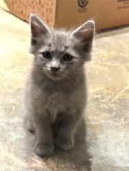 Shelter Stray Male Cat last seen Near Florence ST Tucker Georgia 30084, 30084, GA, 3280 Chamblee Dunwoody Rd, Chamblee, GA 30341, USA