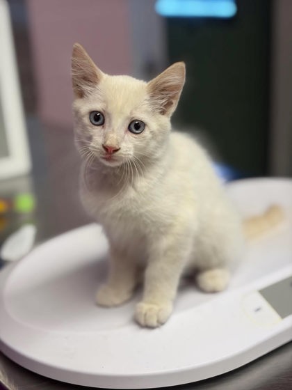 Shelter Stray Male Cat last seen Walgreens off the Loop and Gilmer, Longview, City of, TX, 303 H G Mosley Pkwy, Longview, TX 75604, USA