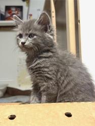 Shelter Stray Male Cat last seen Near Florence ST Tucker Georgia 30084, 30084, GA, 3280 Chamblee Dunwoody Rd, Chamblee, GA 30341, USA