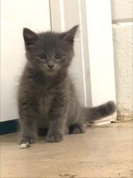 Shelter Stray Male Cat last seen Near Florence ST Tucker Georgia 30084, 30084, GA, 3280 Chamblee Dunwoody Rd, Chamblee, GA 30341, USA
