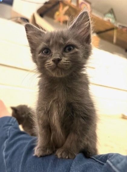 Shelter Stray Female Cat last seen Near Florence ST Tucker Georgia 30084, 30084, GA, 3280 Chamblee Dunwoody Rd, Chamblee, GA 30341, USA