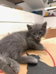 Shelter Stray Female Cat last seen Near Florence ST Tucker Georgia 30084, 30084, GA, 3280 Chamblee Dunwoody Rd, Chamblee, GA 30341, USA