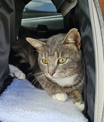 Shelter Stray Male Cat last seen Near Evans Dale Cir Atlanta Georgia 30340, 30340, GA, 3280 Chamblee Dunwoody Rd, Chamblee, GA 30341, USA