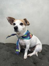 Shelter Stray Male Dog last seen Stonegap and Clark Rd, Duncanville, TX, 1150 E Pleasant Run Rd, Cedar Hill, TX 75104, USA