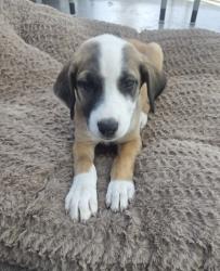 Shelter Stray Male Dog last seen Near N Sylvania Ave, Central District, TX, 355 Hillshire Dr, Haslet, TX 76052, USA