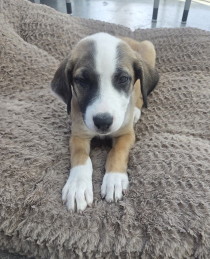 Shelter Stray Male Dog last seen Near N Sylvania Ave, Central District, TX, 355 Hillshire Dr, Haslet, TX 76052, USA