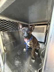 Shelter Stray Female Dog last seen Near 8th Ave, South District, TX, 355 Hillshire Dr, Haslet, TX 76052, USA