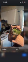 Lost Male Bird last seen Lancaster, Fort Worth, TX 76112