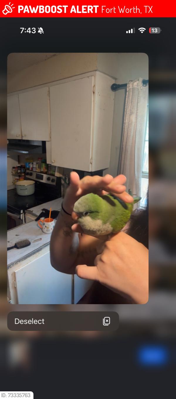 Lost Male Bird last seen Lancaster, Fort Worth, TX 76112