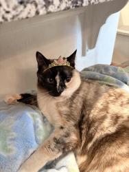 Lost Female Cat last seen Appel farms neighborhood next to Safeway, Fort Lupton, CO 80621