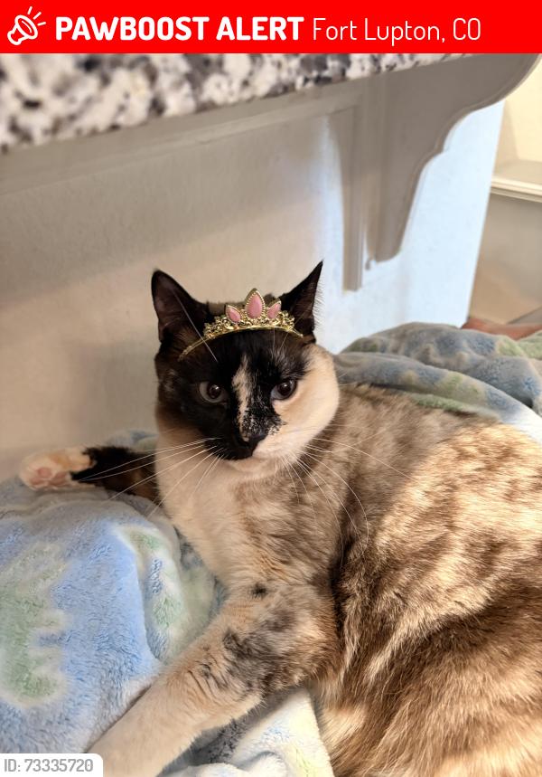 Lost Female Cat last seen Appel farms neighborhood next to Safeway, Fort Lupton, CO 80621