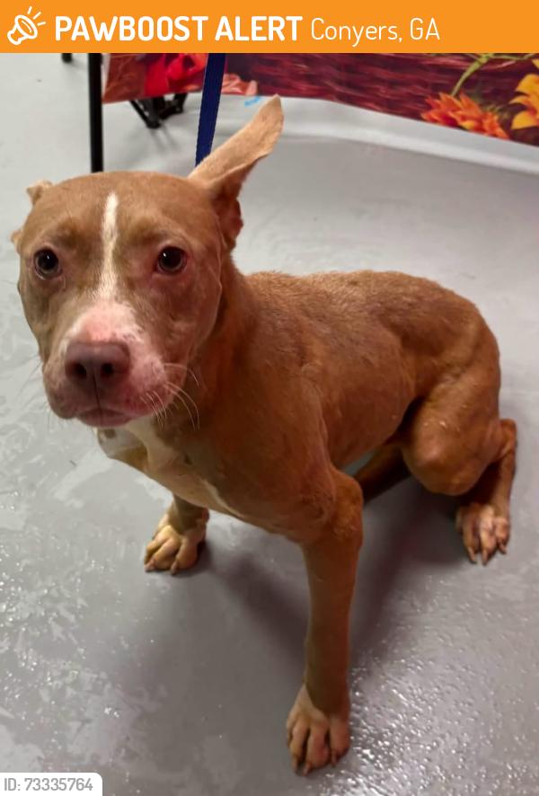 Found/Stray Unknown Dog last seen Located at Rockdale County Animal Service, 1506 Rockbridge Road, Conyers, GA 30012, Conyers, GA 30012