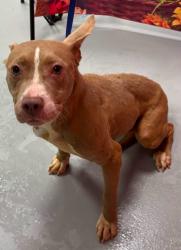 Found/Stray Unknown Dog last seen Located at Rockdale County Animal Service, 1506 Rockbridge Road, Conyers, GA 30012, Conyers, GA 30012