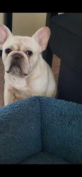 Lost Male Dog last seen 23rd and Ohio, Topeka, KS 66616