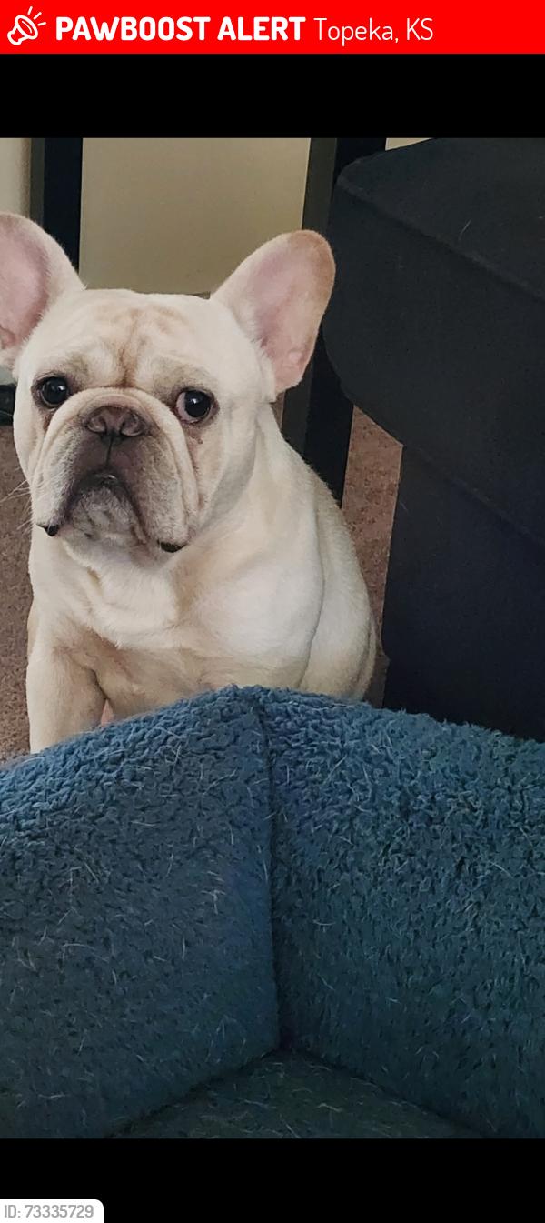 Lost Male Dog last seen 23rd and Ohio, Topeka, KS 66616