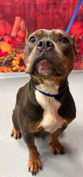 Found/Stray Unknown Dog last seen Located at Rockdale County Animal Service, 1506 Rockbridge Road, Conyers, GA 30012, Conyers, GA 30012