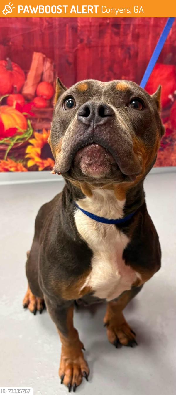 Found/Stray Unknown Dog last seen Located at Rockdale County Animal Service, 1506 Rockbridge Road, Conyers, GA 30012, Conyers, GA 30012