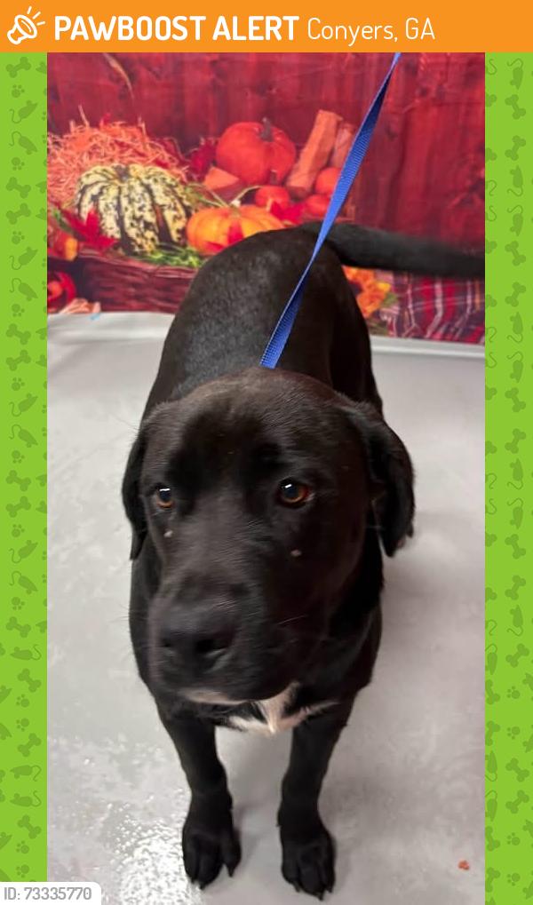 Found/Stray Unknown Dog last seen Located at Rockdale County Animal Service, 1506 Rockbridge Road, Conyers, GA 30012, Conyers, GA 30012