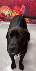 Found/Stray Unknown Dog last seen Located at Rockdale County Animal Service, 1506 Rockbridge Road, Conyers, GA 30012, Conyers, GA 30012