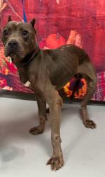 Found/Stray Unknown Dog last seen Located at Rockdale County Animal Service, 1506 Rockbridge Road, Conyers, GA 30012, Conyers, GA 30012