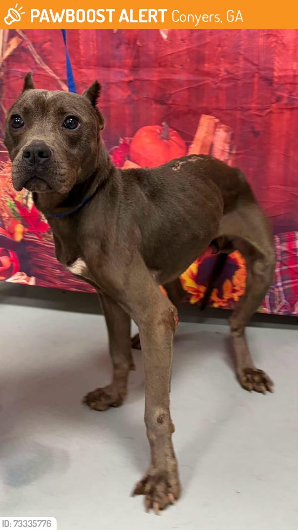 Found/Stray Unknown Dog last seen Located at Rockdale County Animal Service, 1506 Rockbridge Road, Conyers, GA 30012, Conyers, GA 30012