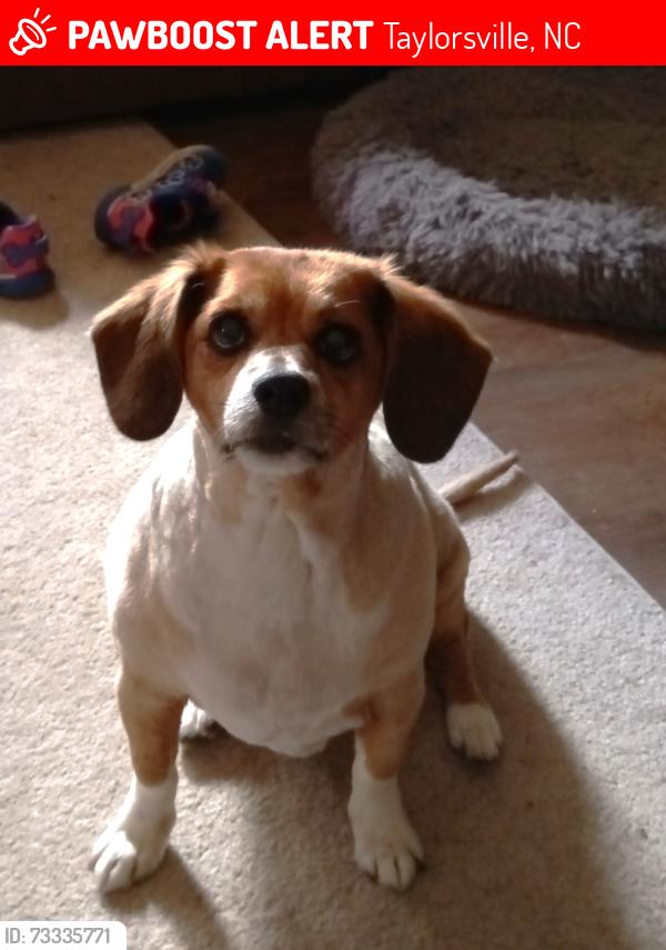Lost Male Dog last seen 6th st nw, Taylorsville, NC 28681