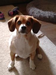 Lost Male Dog last seen 6th st nw, Taylorsville, NC 28681