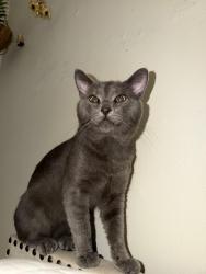 Lost Male Cat last seen Madison, Shelby, Southern, Indianapolis, IN 46225