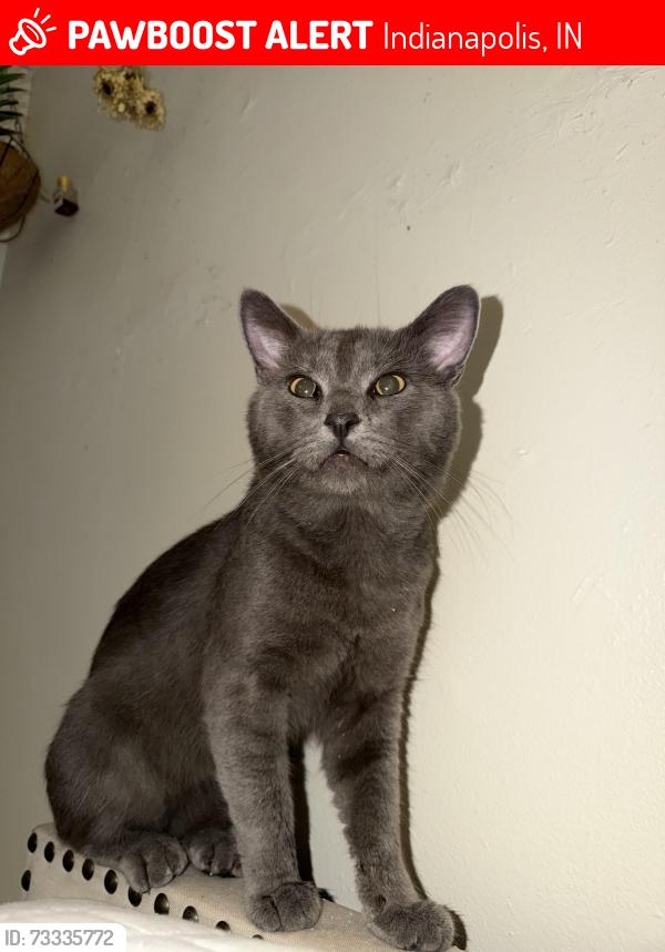 Lost Male Cat last seen Madison, Shelby, Southern, Indianapolis, IN 46225