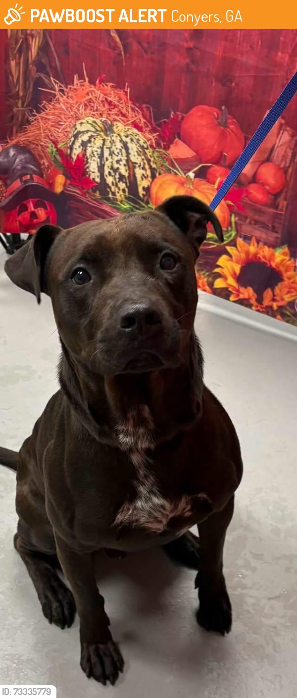 Found/Stray Unknown Dog last seen Located at Rockdale County Animal Service, 1506 Rockbridge Road, Conyers, GA 30012, Conyers, GA 30012