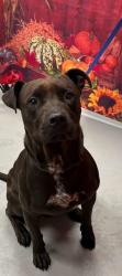 Found/Stray Unknown Dog last seen Located at Rockdale County Animal Service, 1506 Rockbridge Road, Conyers, GA 30012, Conyers, GA 30012