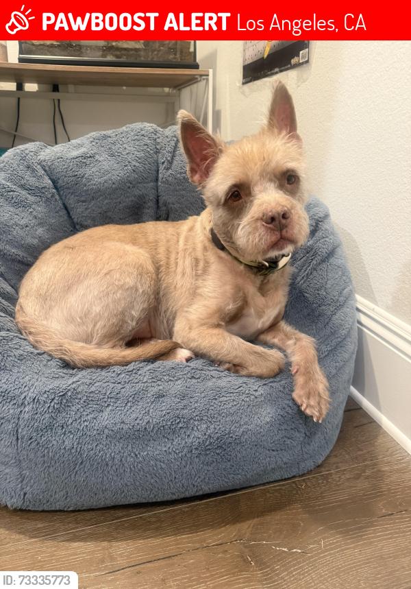 Lost Male Dog last seen Santa Rita St and Shirley Ave, Los Angeles, CA 91356