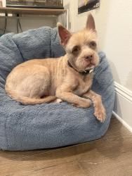 Lost Male Dog last seen Santa Rita St and Shirley Ave, Los Angeles, CA 91356