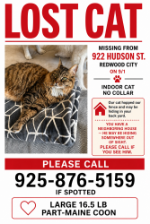 Reunited Male Cat last seen Roosevelt and Vera, Redwood City, CA 94061