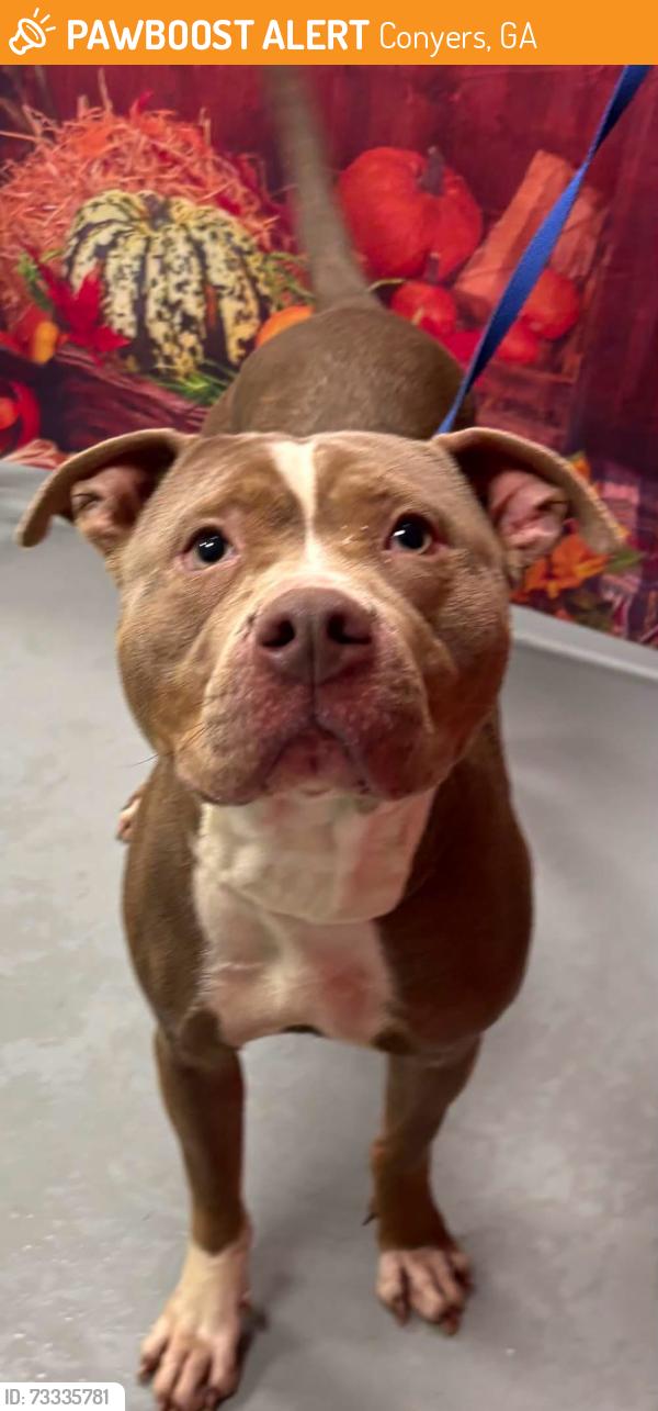Found/Stray Unknown Dog last seen Located at Rockdale County Animal Service, 1506 Rockbridge Road, Conyers, GA 30012, Conyers, GA 30012