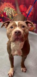 Found/Stray Unknown Dog last seen Located at Rockdale County Animal Service, 1506 Rockbridge Road, Conyers, GA 30012, Conyers, GA 30012
