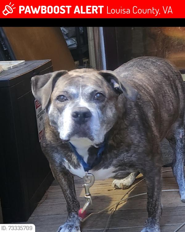 Lost Male Dog last seen Red Hill Rd. Gordonsville, VA, Louisa County, VA 22942