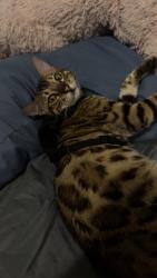 Lost Male Cat last seen freedom elementary, DeLand, FL 32724