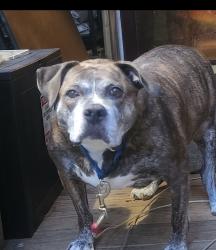Lost Male Dog last seen Red Hill Rd. Gordonsville, VA, Louisa County, VA 22942